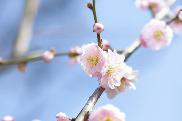 梅の花