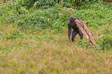Naklejka premium Adult chimpanzee standing and holding on snag. Ngamba island chimpanzee sanctuary, Uganda. 
