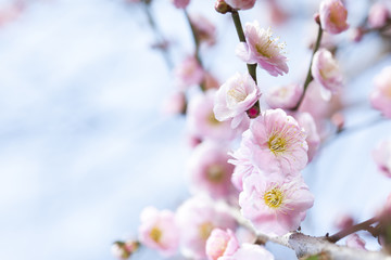 梅の花