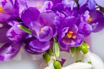 Obraz na płótnie Canvas Delicate snowdrop, blue hepatica and purple crocus flowers on wh