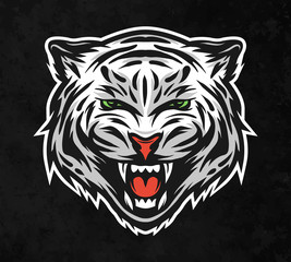 Face of a white tiger. On dark background.