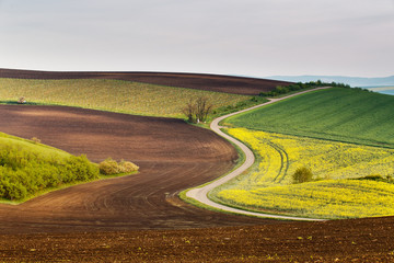 Road in Moravia hills in April. Spring fields