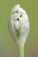 Garlic chives flower bud about to open close up