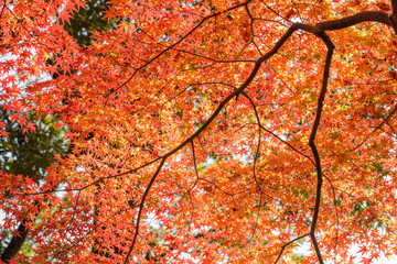 光明寺　もみじ