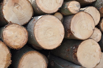 Holzstapel geschlichtet im Wald