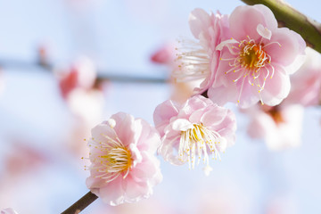 梅の花