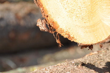 Holzstapel geschlichtet im Wald