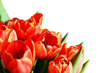Closeup of red tulip flowers bouquet in a corner