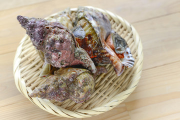 ホラ貝　ほら貝　法螺貝 © Chikako Kamitori