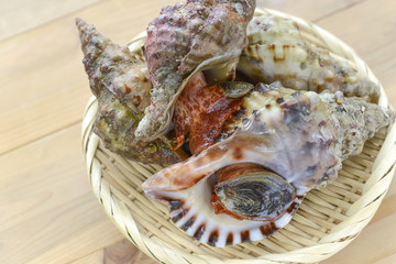 ホラ貝　ほら貝　法螺貝 © Chikako Kamitori