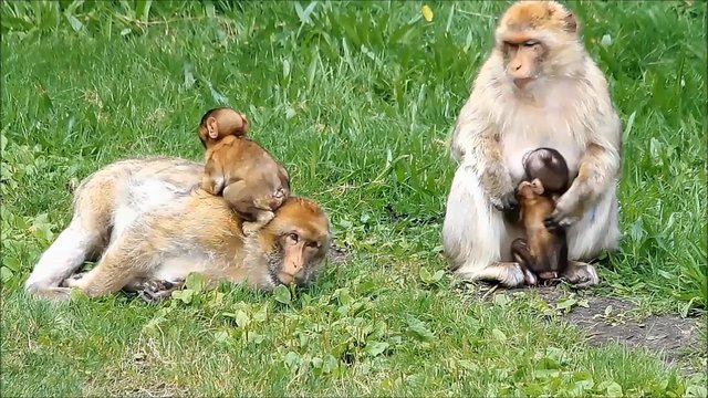 cute monkey sylvana with her babies 
