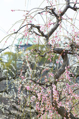 梅の花と大阪城