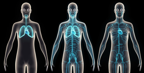 human body organes