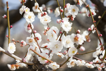 梅の花