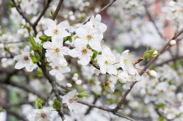 Fototapeta premium spring seasonal flowering trees