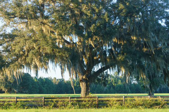 Live Oak tree with Spanish moss in pasture field meadow behind four board country farm ranch overgrown wood fence looking serene peaceful relaxing beautiful southern tranquil