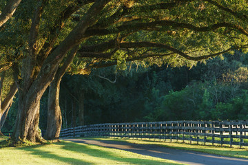Live oak trees with four board farm fence in the rural countryside farm or ranch by a road looking serene peaceful calm relaxing beautiful southern tranquil  - 105012743