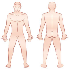 Naked male body - upright front view and back view - outline vector illustration on white background.