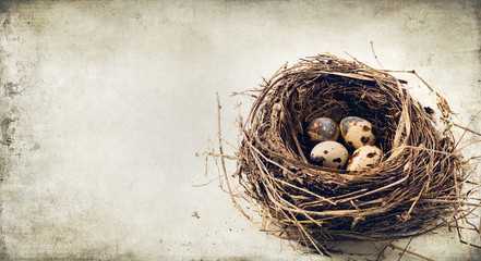 Naklejka premium nest with eggs - Easter card