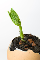 Green sprout plants grown from an egg
