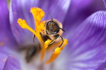Biene in einer Blüte des Krokus im Frühling