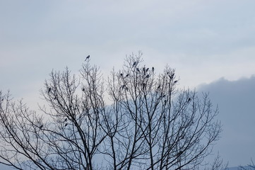 Flight magpie at tree in winter, Sofia, Bulgaria  