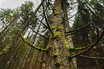 Fototapeta premium old tree full of moss