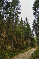 Fototapeta na wymiar mountain road in pine forest
