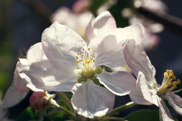 Fototapeta premium Apple blossom