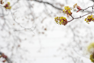 Maple Flowering