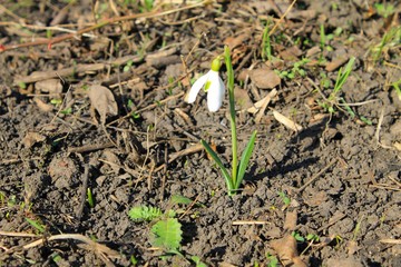 White snowdrop 