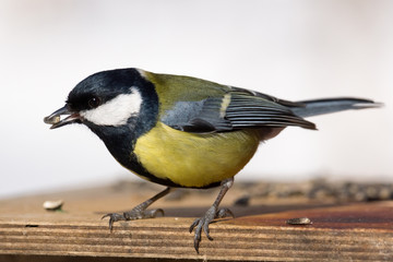 Obraz premium bird on a branch