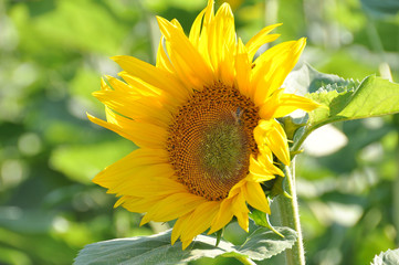 Naklejka premium Sonnenblume im Sonnenblumenfeld