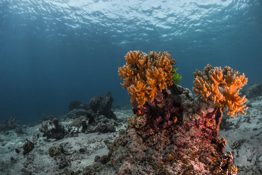 Fototapeta Coral reef