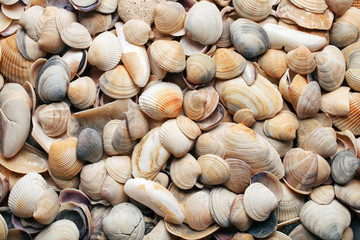 sea shells background