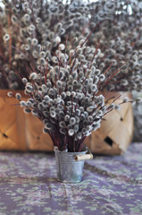 Spring willow catkins © budurfoto