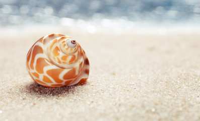 Sea shell on sandy beach