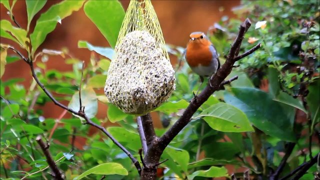 Rotkehlchen pickt Winterfutter
