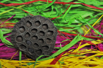 Dried lotus on colored background