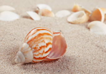 beautiful Sea shells on sand. 