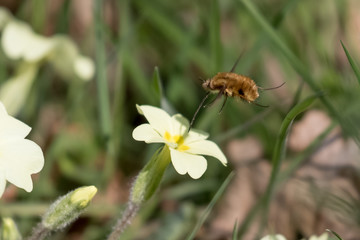 Naklejka premium Large Bee-fly (Bombylius major) on Primrose