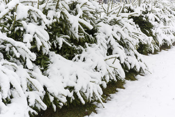 snowy spruce trees in winter