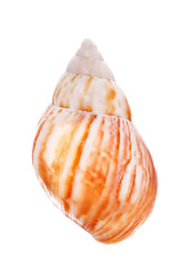 Sea shell isolated on white background