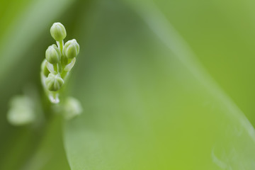 Lilly of the valley buds
