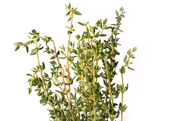 thyme isolated on white background