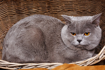 Naklejka na ściany i meble British Shorthair cat on a wooden basket