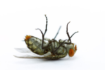 Close up dead fly on white background