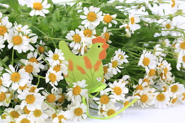 Easter daisies background with soft focus toy chicken on a white
