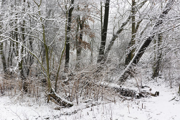 snowy rocks and trees in forest