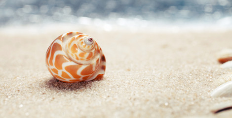 Fototapeta na wymiar Sea shell on sandy beach